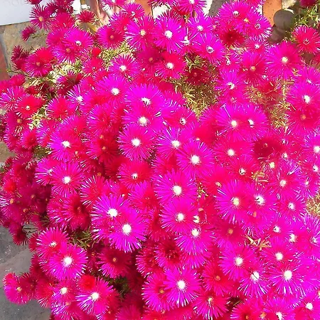 Aparts グムベット